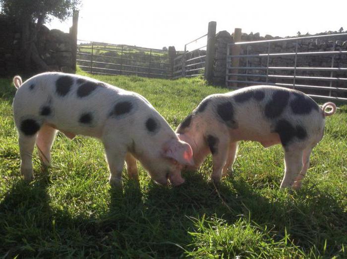 비둘기 duroc breed pigs