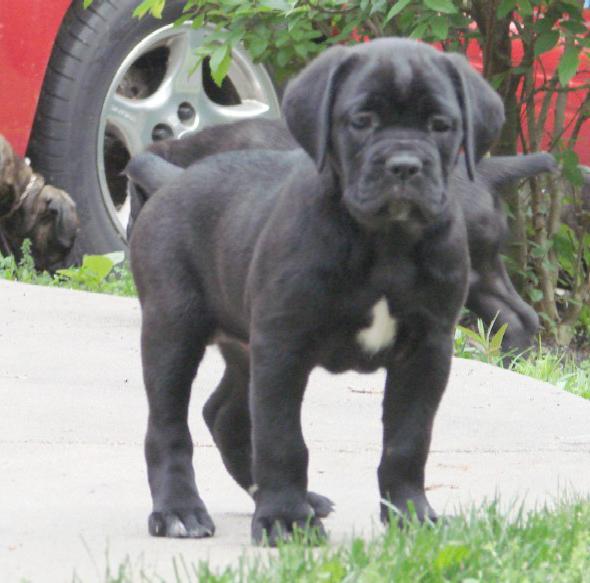 Cane Corso : 품종에 대한 설명을 얻으려는 사람들을 위해