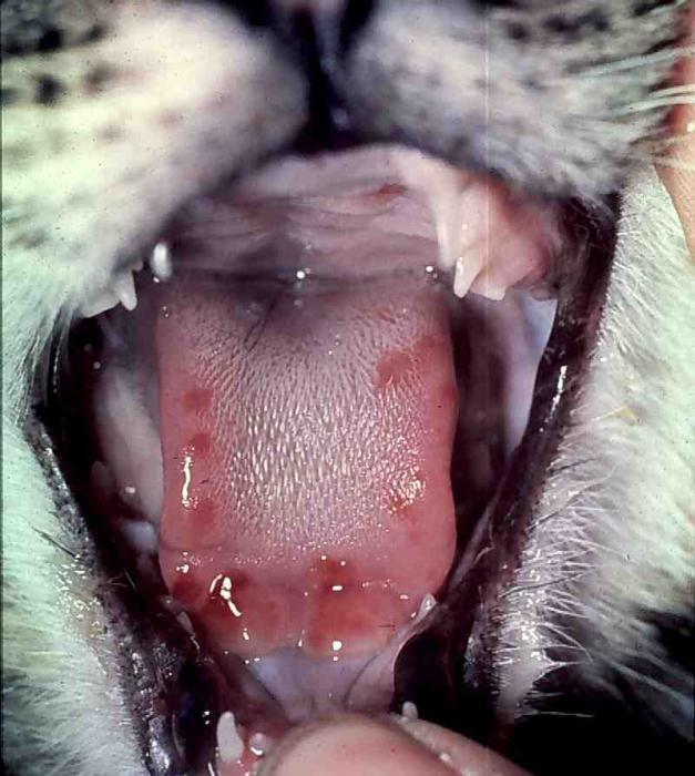 고양이의 칼세 바이러스 감염