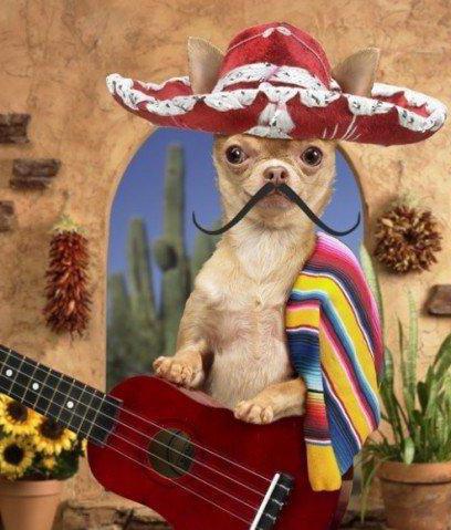 TV가있는 신비한 애완 동물 : 멕시코 epandos
