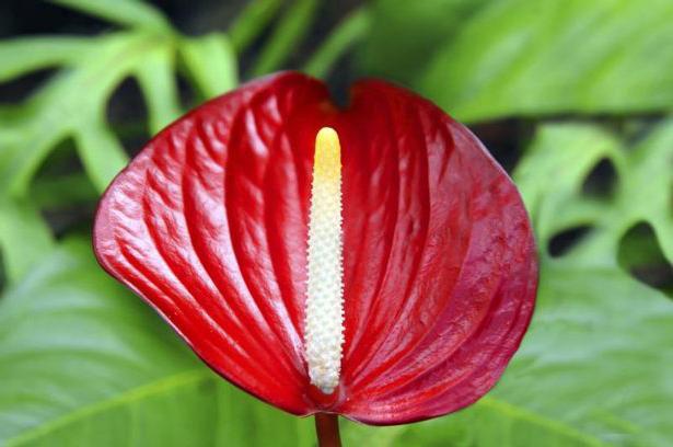 안 스리 움 (Anthurium) : 집에서의 이식과 치료