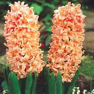 Hyacinths : 언제 파야합니까?