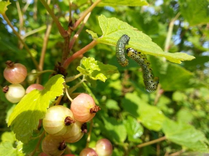 gooseberries 다루는 방법