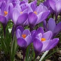 가을에 심기 crocus