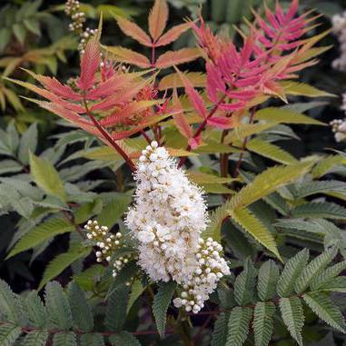 Spirea rowanberry 설명