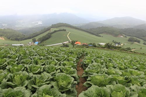 한국의 케일