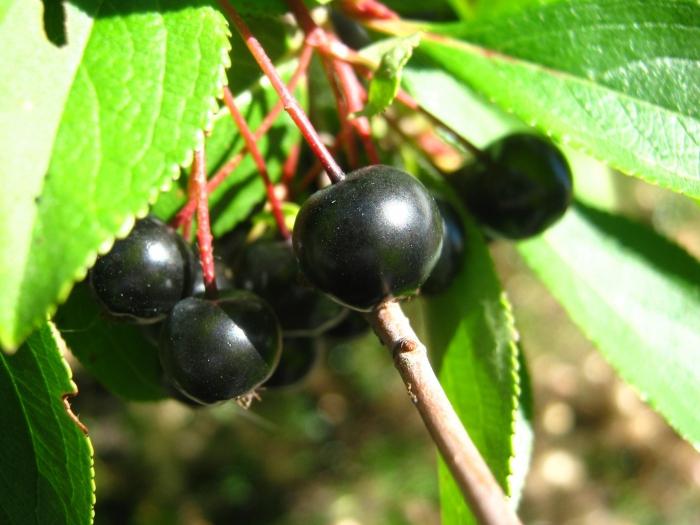 블랙 chokeberry에서 직접 만든 리큐어