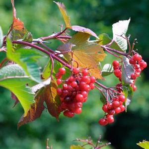 맛있는 홈 메이드 빌렛 : 베리 - 휘 브럼 (berry-viburnum), 모든 경우 요리를위한 요리법