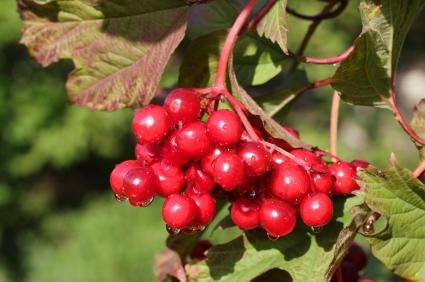 viburnum 빨간색 shukshin 요약 