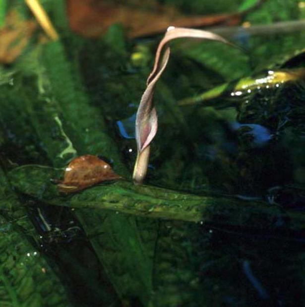 크립토 코린 (cryptocoryne aponogetonoletic) 생식 