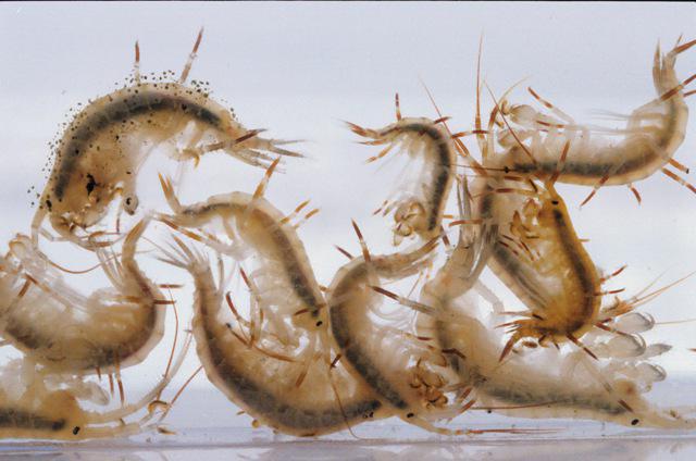 해양 벼룩 (갑각류 amphipods, gammarus) : 사진, 설명. 발 밑에 모래가 숨겨져있는 것