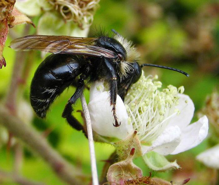 Bumblebee bumblebee는 ... 무엇이 진짜 범블비와 뻐꾸기 distingu벌을 구별합니까?