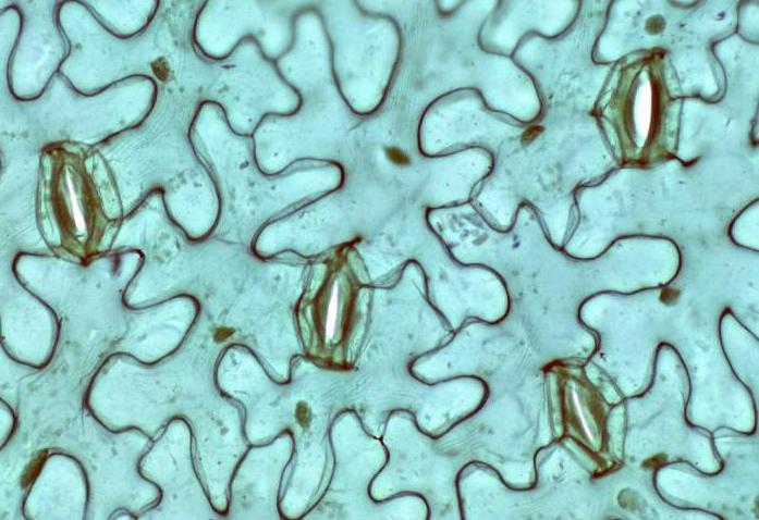 stomata 란 무엇인가 : 구조와 기능의 특징