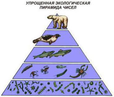 어떤 본질에서 생태 피라미드의 지배