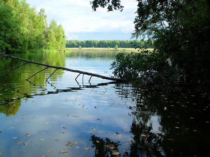 Verkhnoruzskoe Reservoir : 설명, 낚시 및 사진