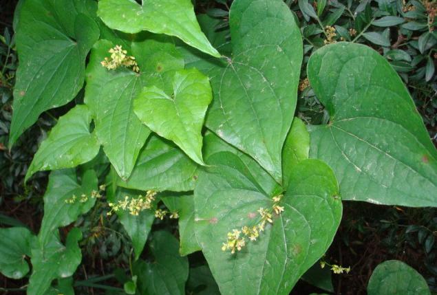 Thamus vulgaris 또는 아담 뿌리