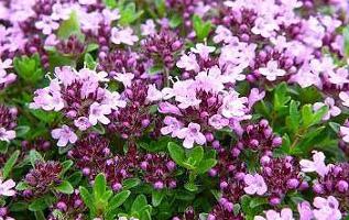 thymus 약용 성질 및 금기 사항